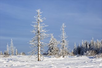 Snow covered burned spruce trees in frozen moorland in the nature reserve High Fens, Hautes Fagnes