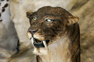 Close up of Smilodon, extinct saber-toothed cat at Prehisto Parc, theme park about prehistoric life