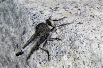 Robber fly, assassin fly (Pogonioefferia nemoralis) on rock in the Sonoran desert, Arizona, North