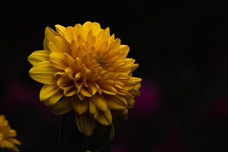 A yellow flower stands out against the dark background, Dahlia, Dahlia, Stuttgart, Germany, Europe
