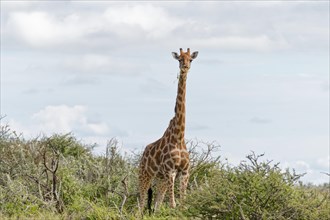 A giraffe looks curiously into the camera, Safari, Gamedrive, Namibia, Africa