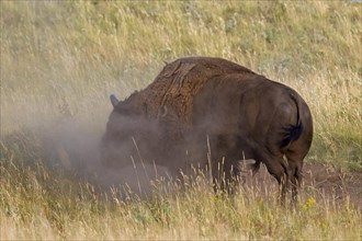 American bison, American buffalo (Bison bison) bull taking a sandbath, Waterton Lakes National