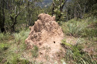 Termite mound, Ella, Badulla District, Uva Province, Sri Lanka, Asia