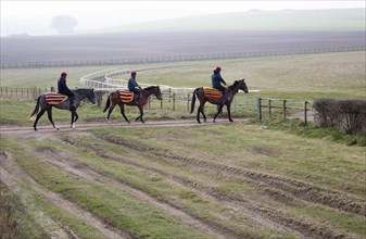 Horses being exercised on the gallops, Beckhampton, Wiltshire, England, UK