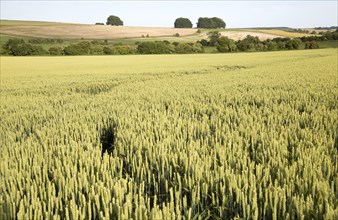 Chalk summer landscape with barley growing hillside, Avebury Down, West Kennet, Wiltshire, England,