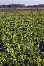 Field with cultivated chicory plants
