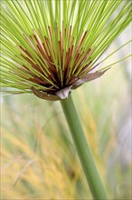 Papyrus sedge, paper reed, Indian matting plant, Nile grass (Cyperus papyrus) close-up, South