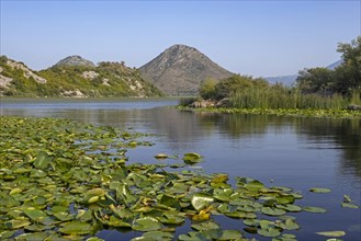 Waterlily, waterlily leaves in Skadar Lake, Lake Scutari, Lake Shkoder, Skadarsko Jezero National