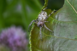 Furrow spider, furrow orb spider, foliate spider (Larinioides cornutus, Aranea apoclisa) orb-weaver