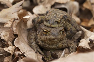 Common toad, European toads (Bufo bufo) pair in amplexus walking over fallen leaves to breeding