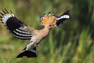 Eurasian hoopoe (Upupa epops) with erected crest feathers in flight over grassland