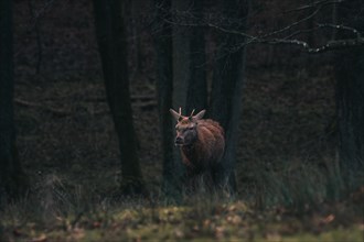 A young stag pauses and looks intently into the forest, Stuttgart, Baden-Wuerttemberg, Germany,