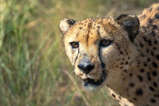 A cheetah observing its surroundings in the steppe, safari, wildlife, Etosha National Park