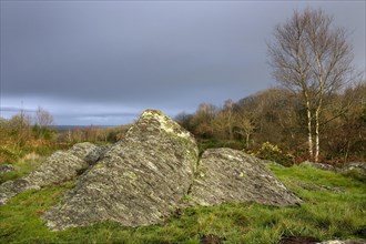 Druid hill, Broceliande at Paimpont, Brittany, France, Europe