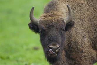 Close up portrait of European bison, wisent (Bison bonasus) licking its nose