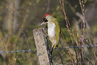 European green woodpecker (Picus viridis) female perched on old wooden fence post