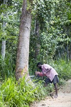 Man using chainsaw to fell teak tree, Ella, Badulla District, Uva Province, Sri Lanka, Asia