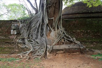 Close up of buttress roots of banyan tree, Polonnaruwa ancient city, North Central Province, Sri