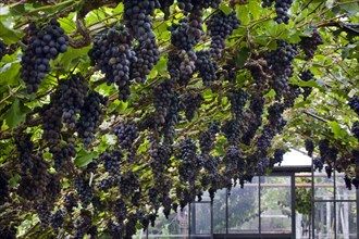 Table grapes (Vitis vinifera) growing in greenhouse in Flemish Brabant, Flanders, Belgium, Europe