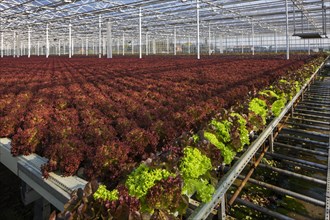 Large beds of cultivated lettuces in industrial-sized greenhouse