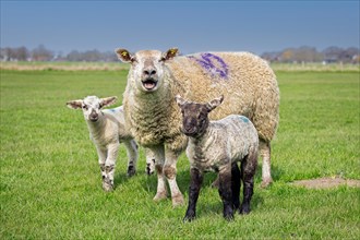 Bleating domestic sheep ewe with twin black and white lambs in meadow, pasture in spring,