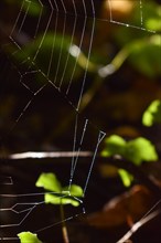 Spider web with dew in the sunlight, close-up, Neubeuern, Bavaria, Germany, Europe