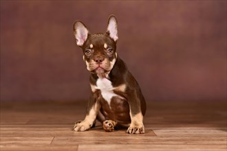 New Schade Mocca Orange Tan colored French Bulldog puppy sitting in front of brown background