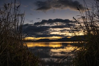 Lake Hopfensee with reeds and cloudy sky at sunrise, Hopfen am See, Ostallgaeu, Swabia, Bavaria,