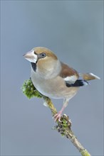 Hawfinch (Coccothraustes coccothraustes), female, sitting on a branch overgrown with moss, North