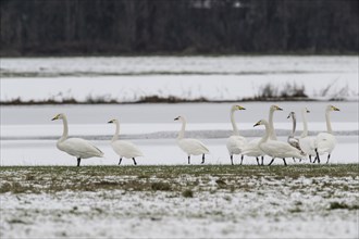 Whooper Swans (Cygnus cygnus) and tundra swans (Cygnus bewickii), Emsland, Lower Saxony, Germany,