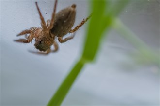 Closeup of small jumping spider next to a blurred green leaf of grass with white blurred background