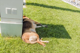 Large dog laying in grass beside metal box in public park in Istanbul, Turkiye