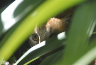 Cat hiding behind a plant
