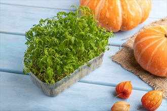 Microgreen sprouts of marigold with pumpkin on blue wooden background. Side view, close up