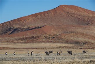Gemsbok (Oryx gazella) in Sossusvlei, Sossusvlei, Namib Desert, Namib-Naukluft National Park,
