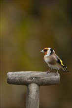 European goldfinch (Carduelis carduelis) adult bird on a garden fork handle, Suffolk, England,