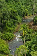 River near Tegenungan waterfall, Bali island, Ubud, Indonesia. Jungle, tropical forest, daytime