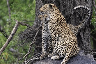 Leopard (Panthera pardus), adult with young, observed, social behaviour, Sabi Sand Game Reserve,