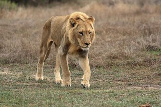 Lion (Panthera leo), adult, male, stalking, vigilant, Sabi Sand Game Reserve, Kruger National Park,