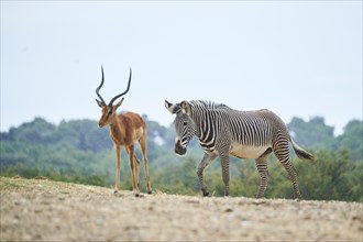 Plains zebra (Equus quagga) and Impala (Aepyceros melampus), buck in the dessert, captive,