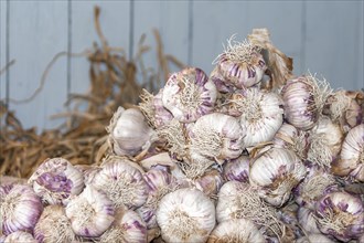 Garlic, market sale, market stall, Provence, France, Europe