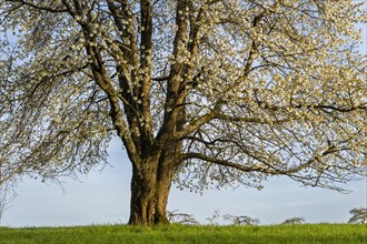 A single white blossoming fruit tree in a meadow in spring, partial view, the sky is blue, the sun