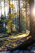 Diffuse light floods a coniferous forest on a quiet morning, Unterhaugstett, Black Forest, Germany,