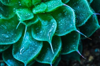 Macro of succulent cactus belonging to the family of Crassulaceae with water droplets through blue