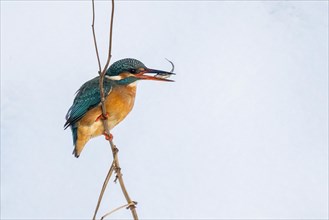 Common kingfisher (Alcedo atthis) sitting on a branch with a preyed fish, winter, Hesse, Germany,