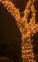 Night photo of tree covered with tiny white Christmas lights with blurred background in South Korea