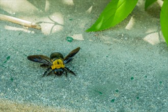 Closeup of large bumble bee with broken wing on concrete near green leaf