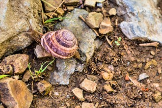 Snail crawling across rocks in nature park in Istanbul, Tuerkiye