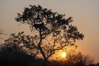 The silhouette of a leopard (Panthera pardus pardus) in a tree at sunset, near Lower Sabie Rest