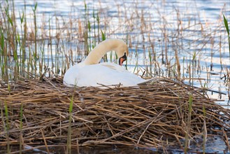A Mute Swan (Cygnus olor) resting on a nest surrounded by reeds (Phragmites australis) or reeds on